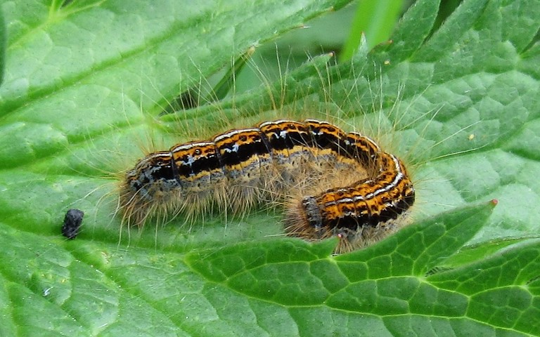 Chenille - L'alpine - Malacosoma alpicola