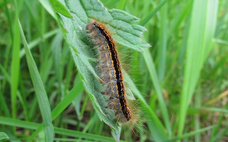 Chenille - L'alpine - Malacosoma alpicola