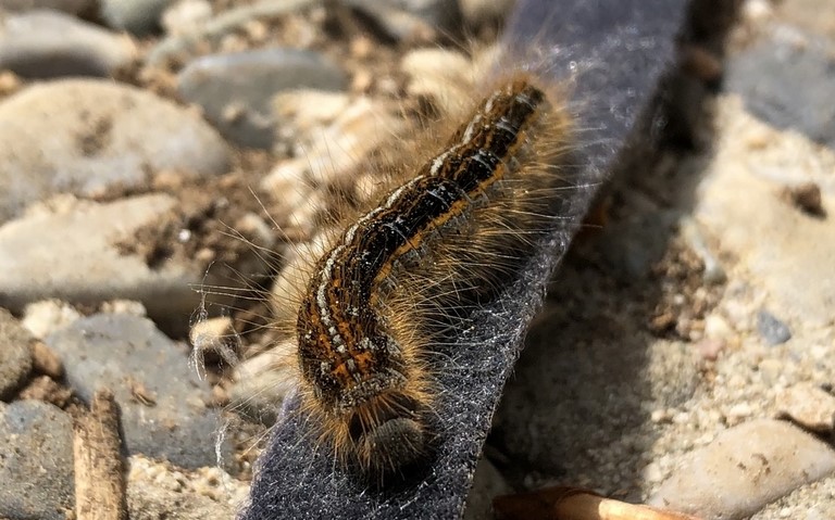 Chenille - L'alpine - Malacosoma alpicola