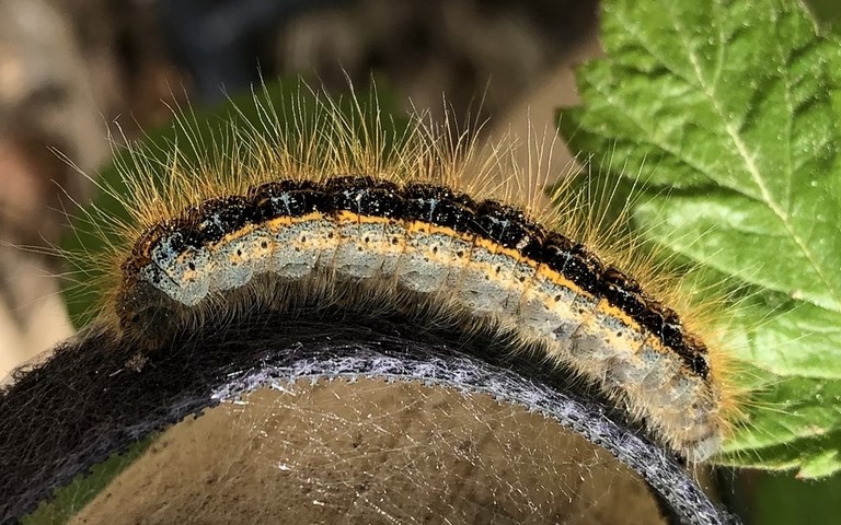Chenilles - L'alpine - Malacosoma alpicola