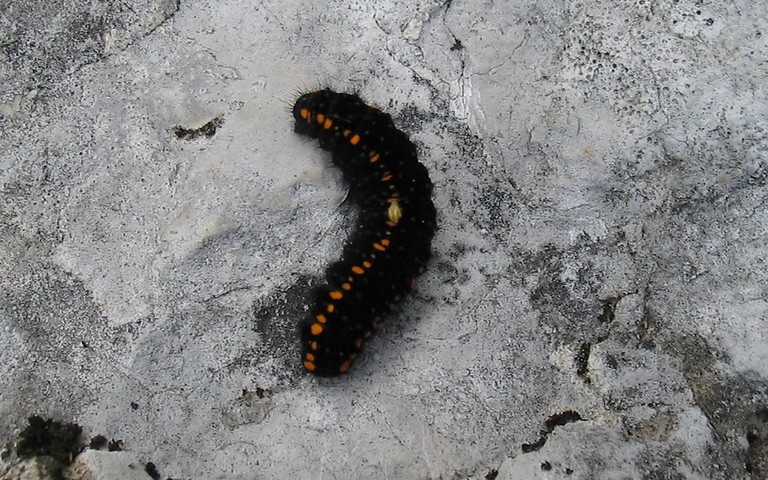 20 mai 2007 Chenille- Apollon - Parnassius apollon