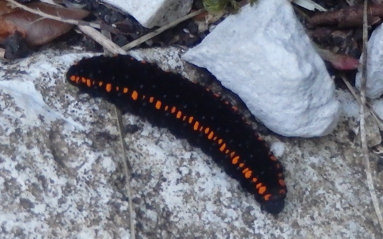 31 mai 2021 Chenille- Apollon - Parnassius apollon