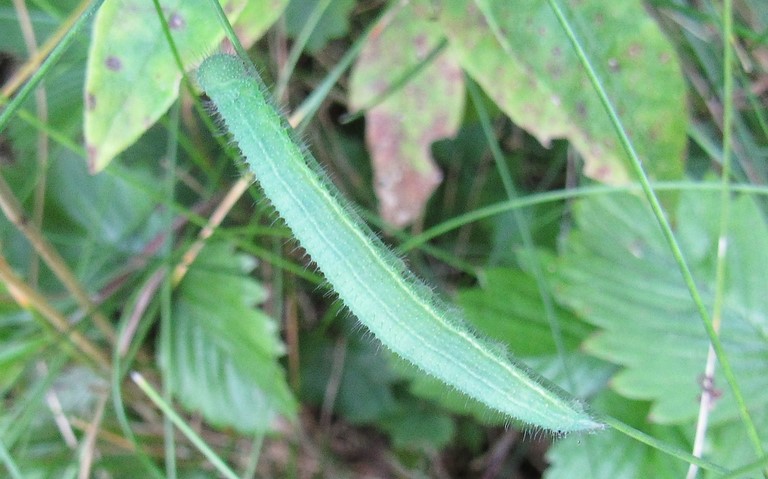 Chenille de l'ariane ou du némusien - Lasiommata maera