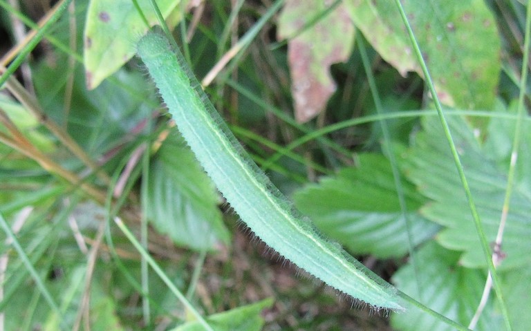 Chenille de l'ariane ou du némusien - Lasiommata maera