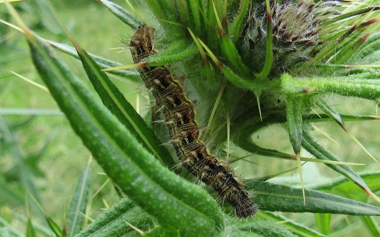 Chenille - Belle dame - Vanesse du chardon - Vanessa cardui