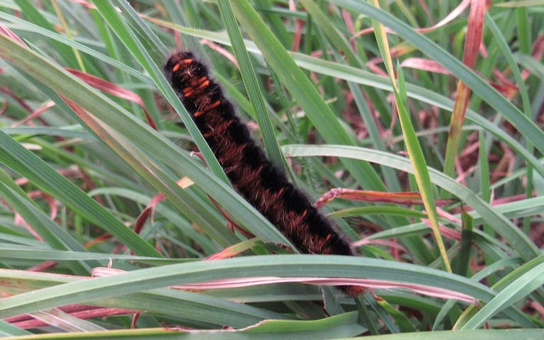 05 août 2018 Chenille - Bombyx de la ronce - Macrothylacia rubi