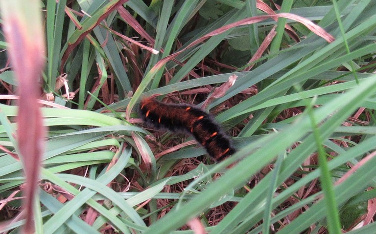 05 août 2018 Chenille - Bombyx de la ronce - Macrothylacia rubi