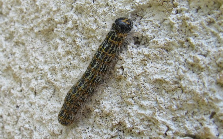 Chenille de la bucéphale - Phalera bucephala