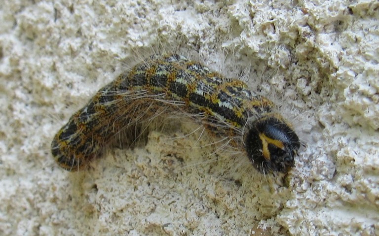 Chenille de la bucéphale - Phalera bucephala