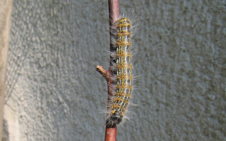 Chenille de la bucéphale - Phalera bucephala