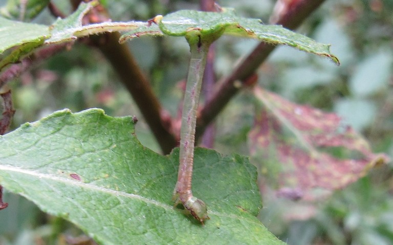Chenille - La cabère pustulée - Cabera Exanthemata - Femelle