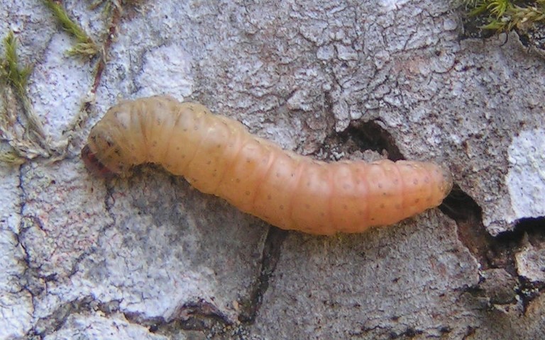 Chenille - Carpocapse des pommes et des poires – Cydia pomonella