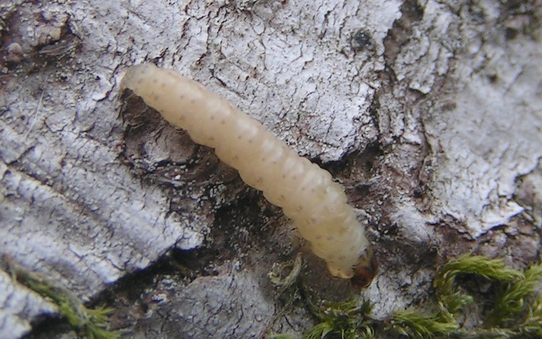 Chenille - Carpocapse des pommes et des poires – Cydia pomonella