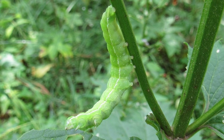 22 juillet 2020 Chenille - Cucullie de la Prénanthe - Cucullia prenanthis