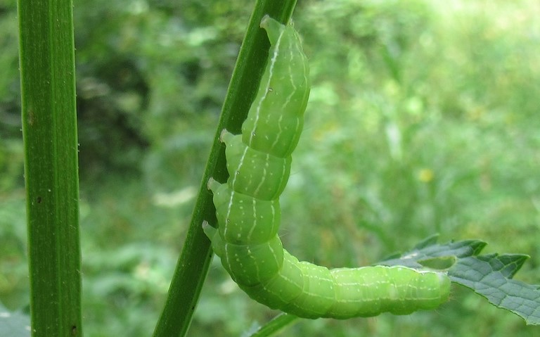 22 juillet 2020 Chenille - Cucullie de la Prénanthe - Cucullia prenanthis