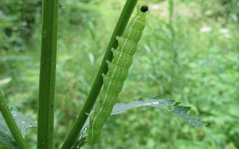 22 juillet 2020 Chenille - Cucullie de la Prénanthe - Cucullia prenanthis