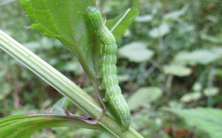 22 juillet 2020 Chenille - Cucullie de la Prenanthe - Cucullia prenanthis