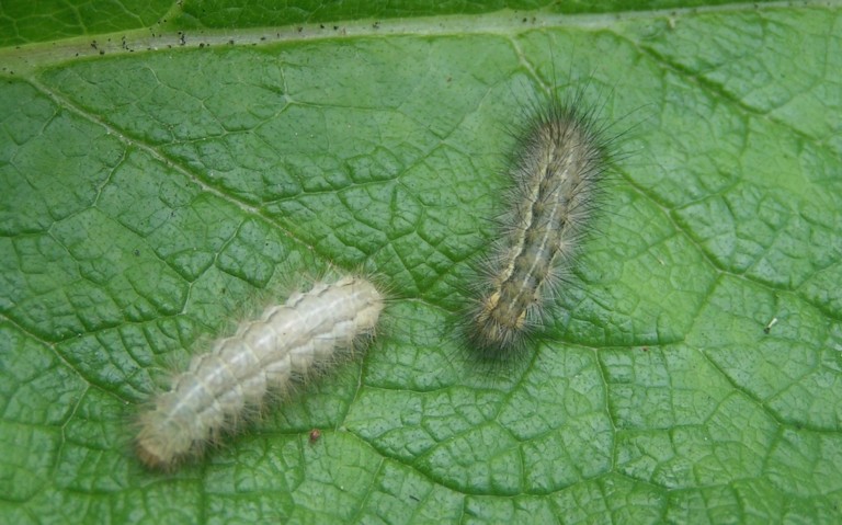 30 juillet 2025 Chenille - Écaille lièvre - Spilarctia lutea