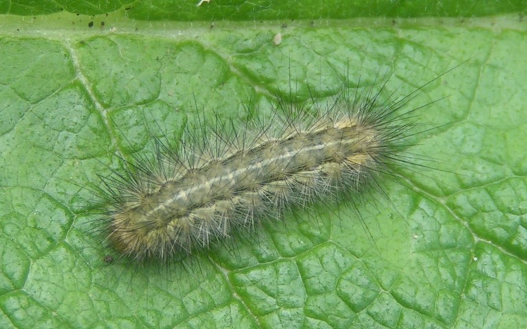 30 juillet 2025 Chenille - Écaille lièvre - Spilarctia lutea