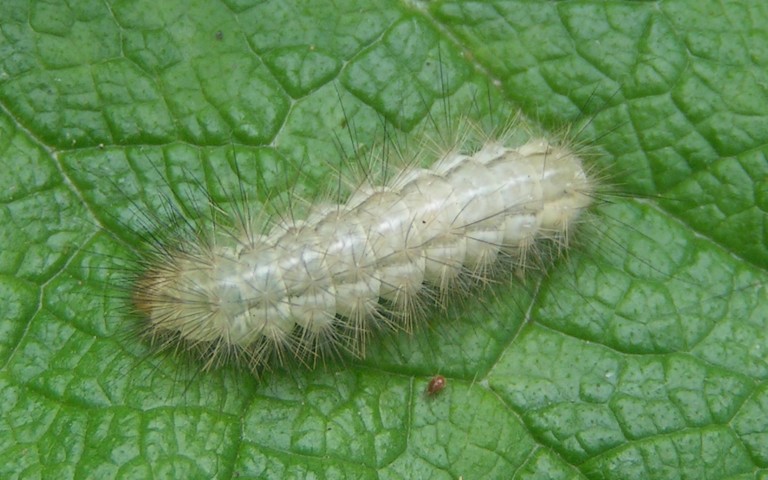 30 juillet 2025 Chenille - Écaille lièvre - Spilarctia lutea