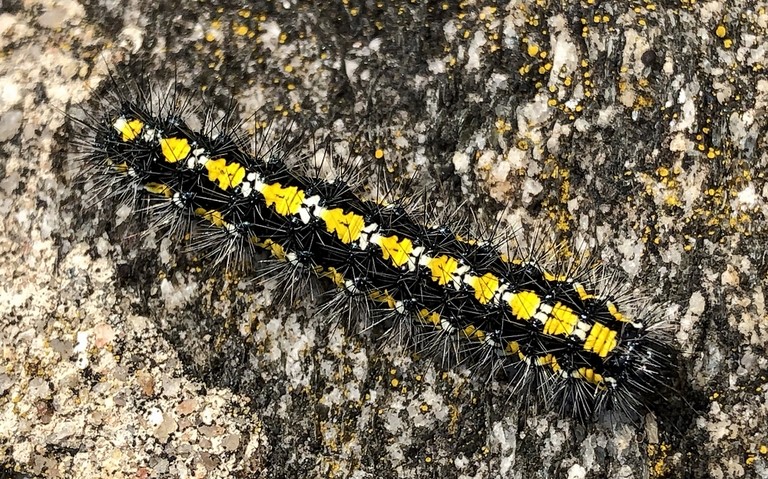 Chenilles - Ecaille marbrée - Callimorpha dominula