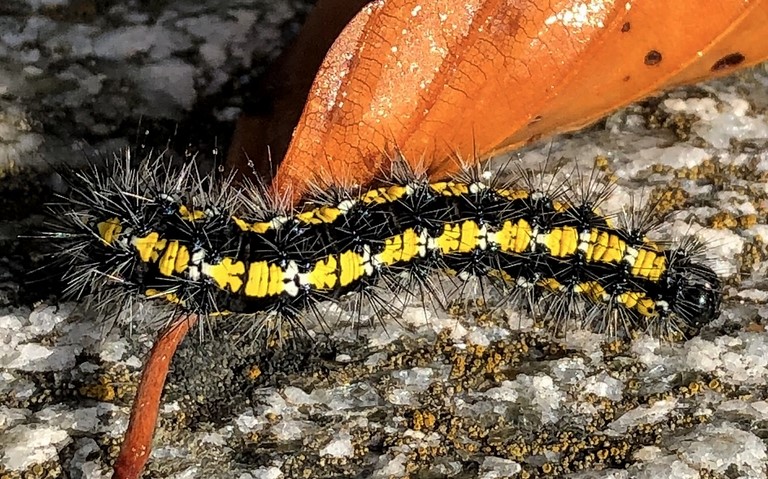 Chenilles - Ecaille marbree - Callimorpha dominula