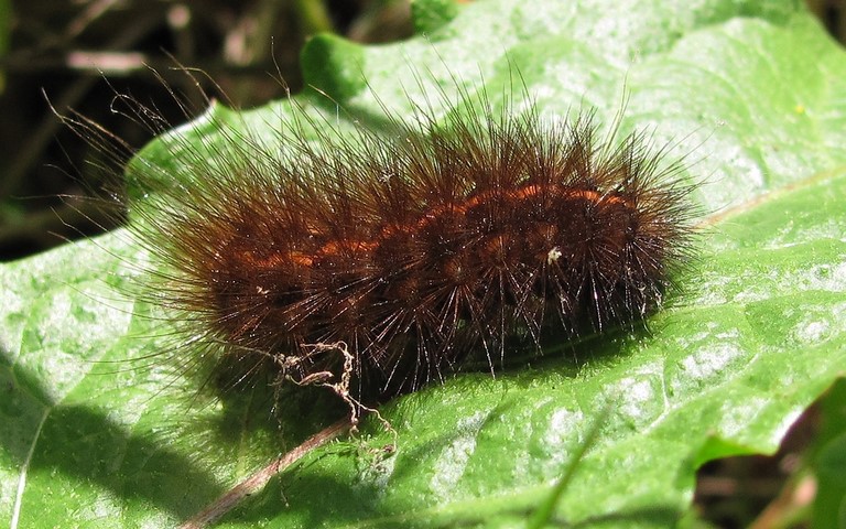 Chenille- Ecaille tigree - Spilosoma lubricipeda