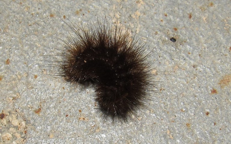 Chenille- Ecaille tigrée - Spilosoma lubricipeda