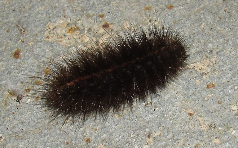 Chenille- Ecaille tigrée - Spilosoma lubricipeda