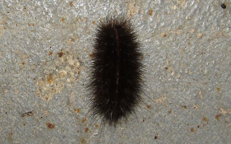 Chenille- Ecaille tigrée - Spilosoma lubricipeda