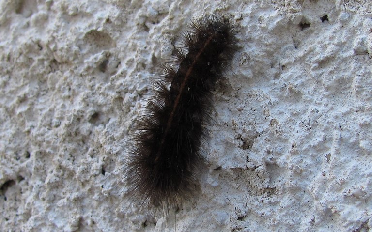 Chenille- Ecaille tigrée - Spilosoma lubricipeda