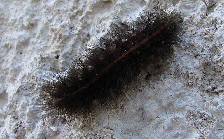 Chenille- Ecaille tigrée - Spilosoma lubricipeda