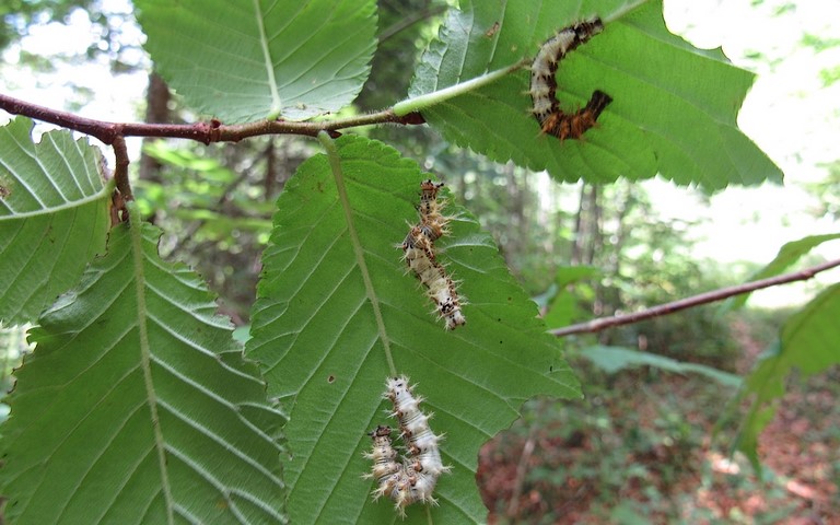 Chenille -  Gamma - Polygonia c-album