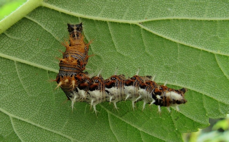 Chrysalide -  Gamma - Polygonia c-album