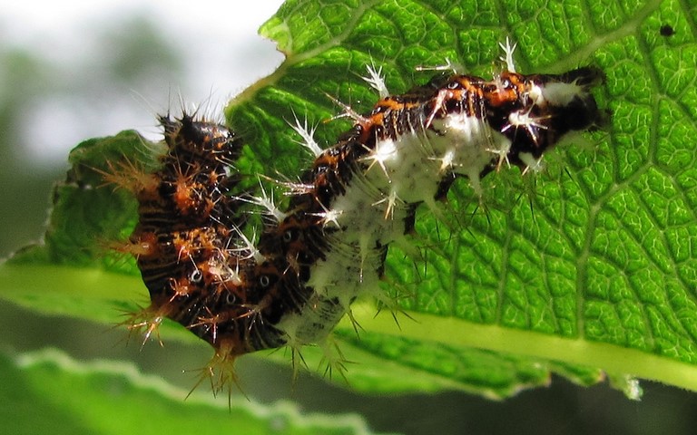 Chenille -  Gamma - Polygonia c-album
