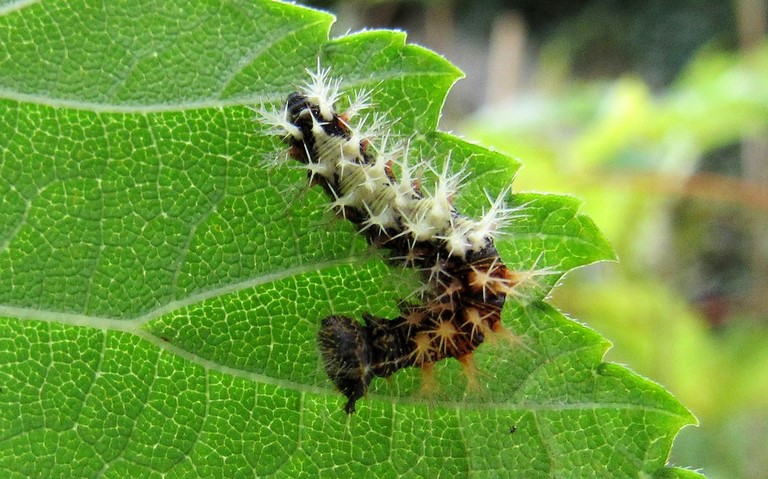 Chenille -  Gamma - Polygonia c-album