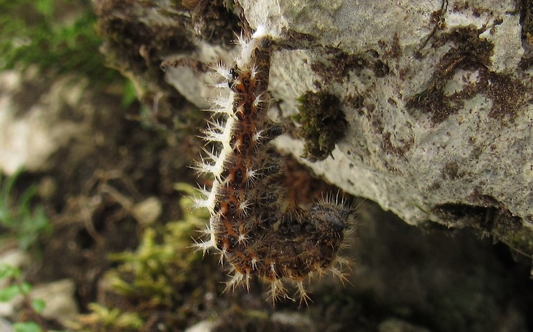Chrysalide -  Gamma - Polygonia c-album
