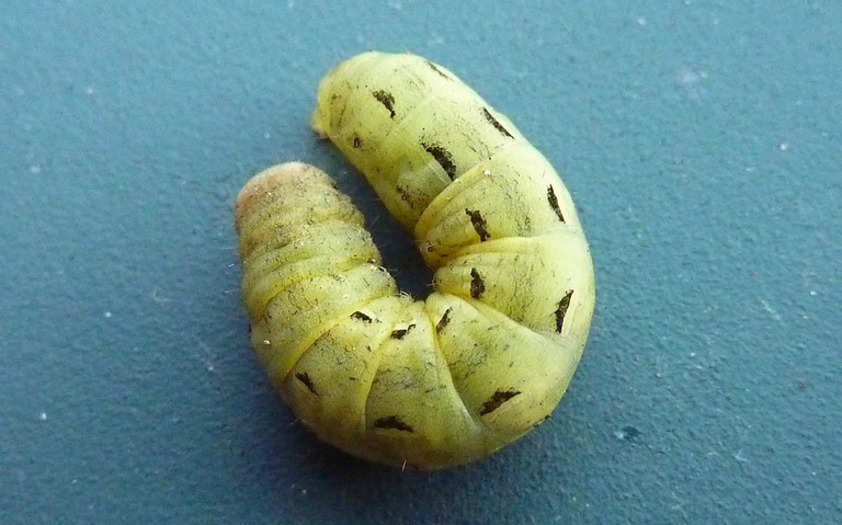 Chenille - Hibou - Noctua pronuba 