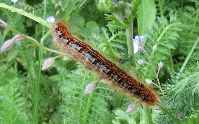 Chenille -  Livrée des prés - Malacosoma castrensis 