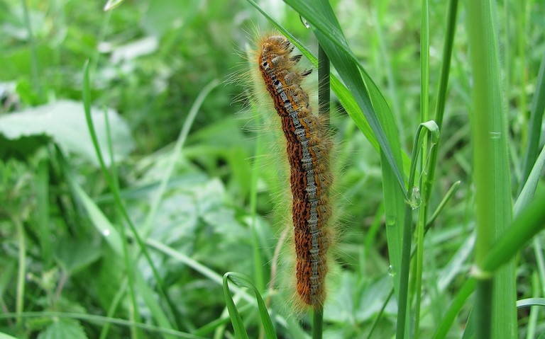 Chenille -  Livrée des prés - Malacosoma castrensis 