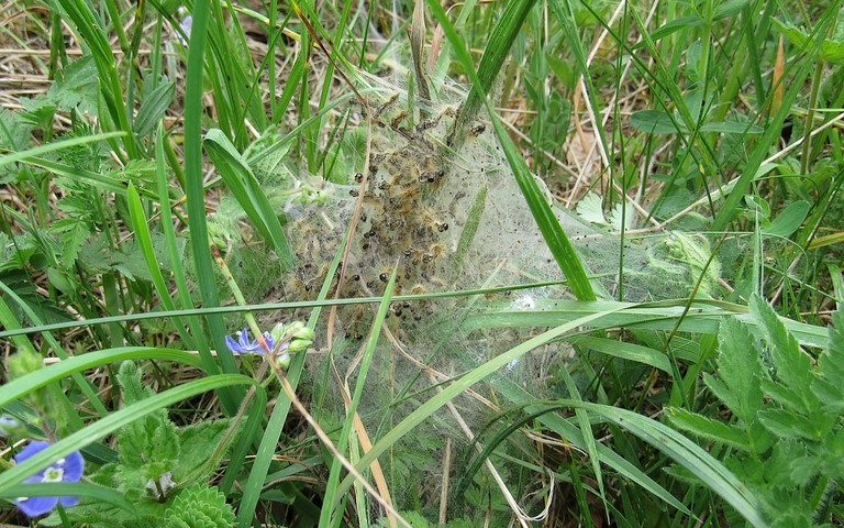 Chenille -  Livrée des prés - Malacosoma castrensis 