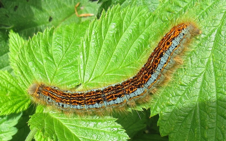 Chenille -  Livrée des prés - Malacosoma castrensis