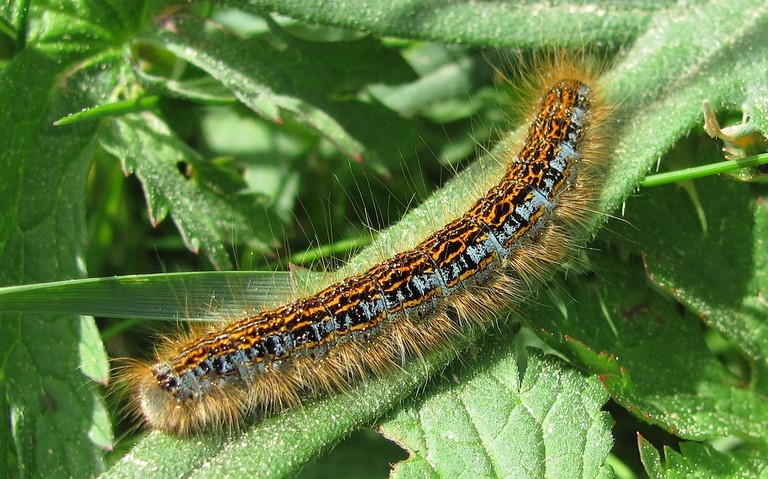 Chenille -  Livrée des prés - Malacosoma castrensis