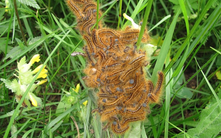 Chenille -  Livree des pres - Malacosoma castrensis 