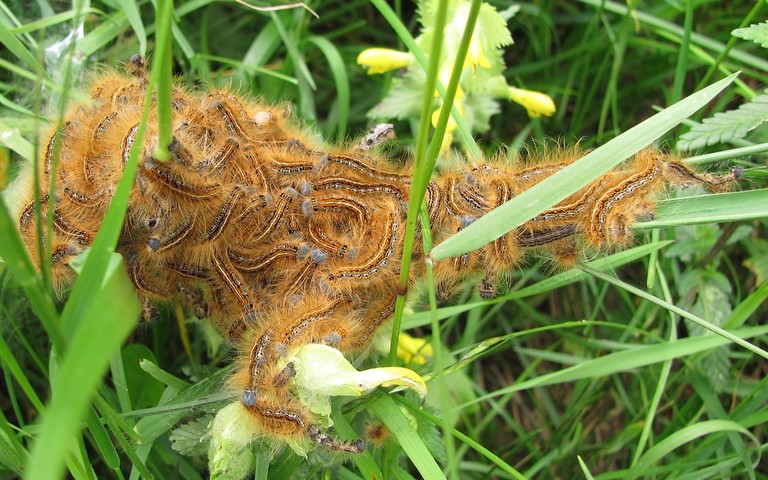 Chenille -  Livrée des prés - Malacosoma castrensis 