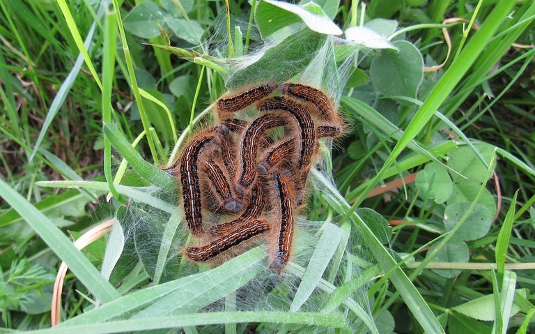Chenille -  Livrée des prés - Malacosoma castrensis 