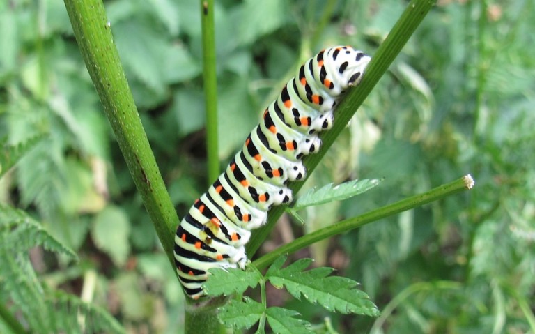 29 juin 2026 Chenille du machaon - Papilio machao