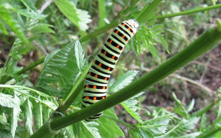 29 juin 2026 Chenille du machaon - Papilio machao