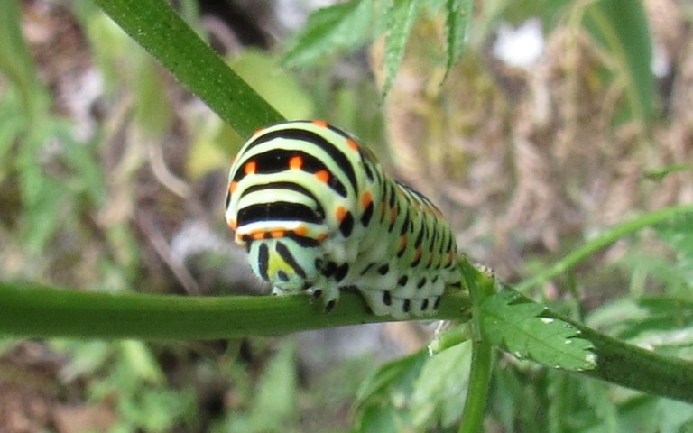 29 juin 2026 Chenille du machaon - Papilio machao