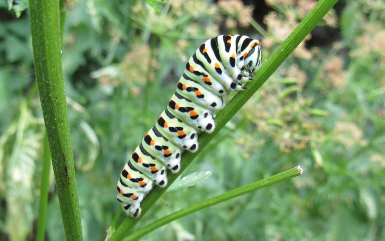29 juin 2026 Chenille du machaon - Papilio machaon